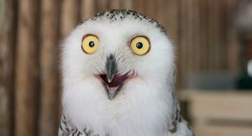 image for Owl photos are flooding the internet ahead of the Super Bowl