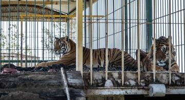 image for Cuatro tigres son rescatados después de ser abandonados por un circo