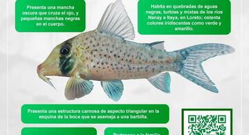 image for Descubren nueva especie de pez en la Amazonia