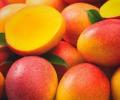 Fruto del arbol de mango 