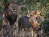 Dos leones siendo fotografiados