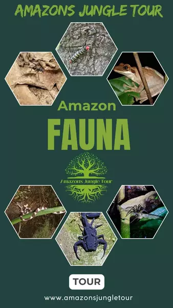 image for Amazons Jungle Tour 