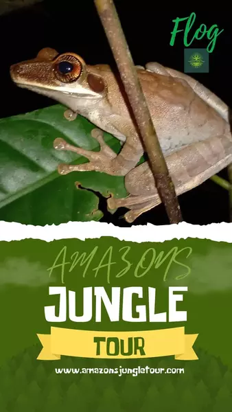 image for Amazons Jungle Tour