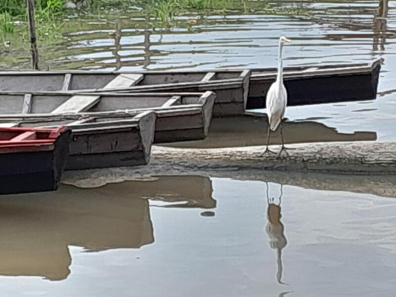 image for Mascota de la balsa